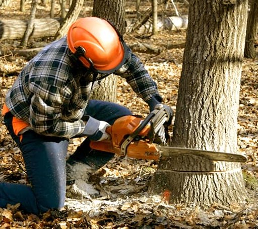 Tree Removal in Kingman, ME